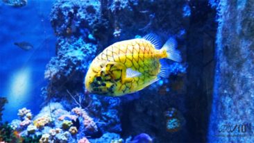 blue_coral_transperant_yellow_fish